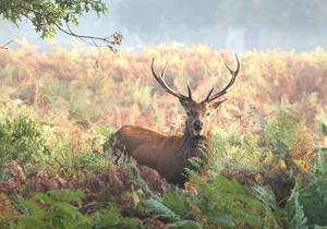 如何選用非標(biāo)漸開(kāi)線齒輪滾刀